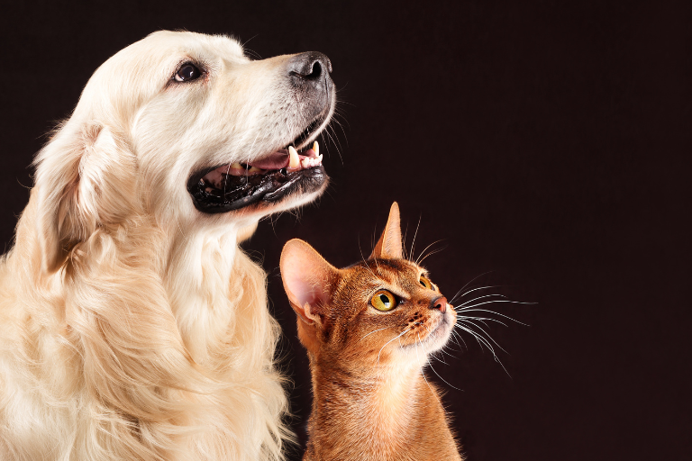 Beneficios de los antioxidantes en perros y gatos