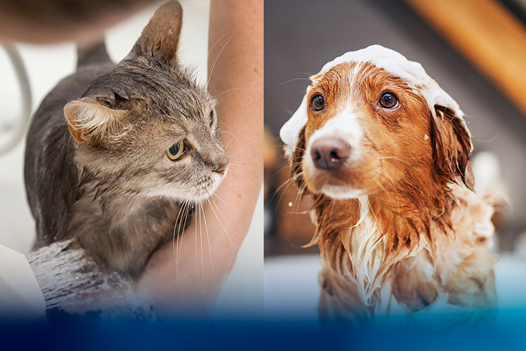 Tips de baño para perros y gatos